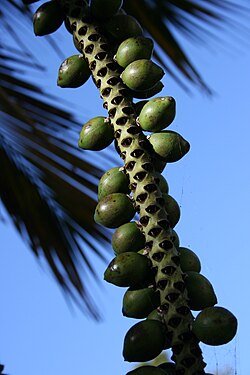 Howea belmoreana