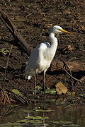 Ardea intermedia