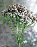 Achillea millefolium