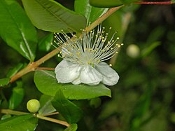 Myrtus communis