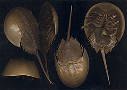 Limulus polyphemus