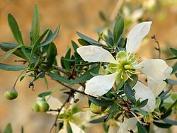 Crossosoma bigelovii