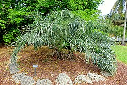 Allagoptera arenaria