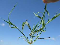 Astrebla lappacea, pripadnica trava iz potporodice Chloridoideae.
