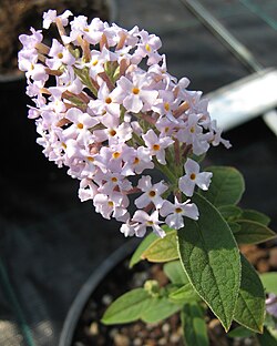 Buddleja delavayii