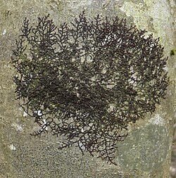 Frullania fragilifolia