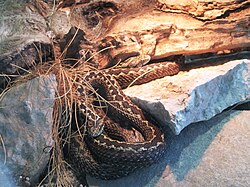 Planinski žutokrug u Zoološkom vrtu grada Zagreba