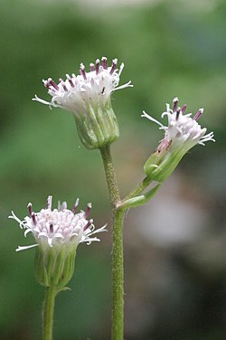 Homogyne sylvestris