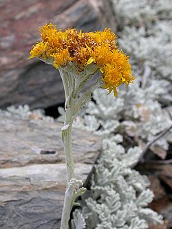 Jacobaea leucophylla