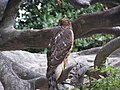 Accipiter gentilis