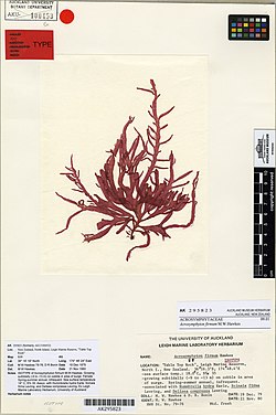 Acrosymphyton firmum