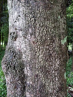 Cinnamomum oliveri