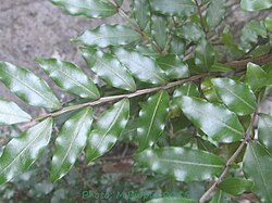 Doratoxylon apetalum