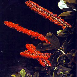 Sarcopera flammifera