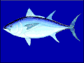 Thunnus maccoyii
