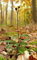 Chimaphila umbellata, Tauberland, Njemačka
