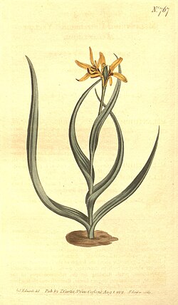 B. uniflora, ilustracija