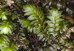 Distichophyllum freycinetii
