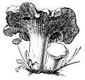 Cantharellus