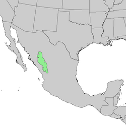 Prirodni raspon Pinus cooperi