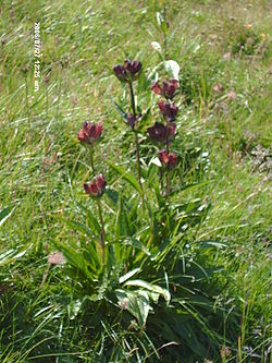 Gentiana purpurea