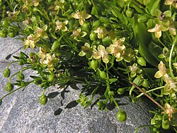 polegla čvorika, Sagina procumbens