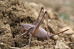 Thyreonotus corsicus, predstavnik tribusa Tettigoniini.