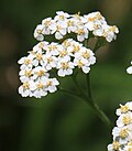 Achillea millefolium
