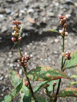 Persicaria lapathifolia