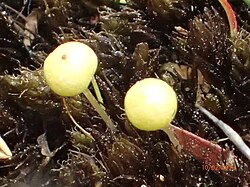 Ambuchanania leucobryoides