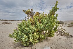 Bienertia cycloptera