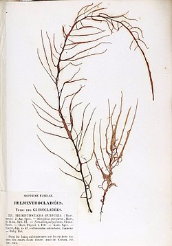 Helminthocladia calvadosii