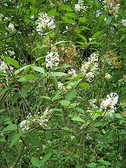 Syringa emodi