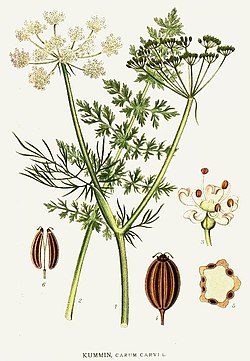 Carum carvi