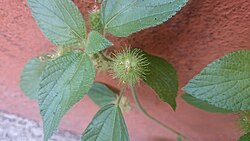 Acalypha alopecuroides