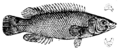 Acantholabrus palloni