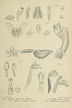 Galeola nudifolia (sin. Galeola hydra)