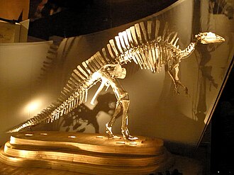 Postavljeni odljev skeleta Ouranosaurusa, Museo di Storia Naturale di Venezia