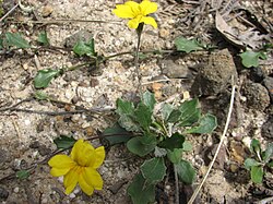 Goodenia lanata