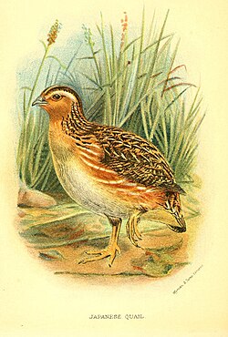 Crtež japanske prepelice