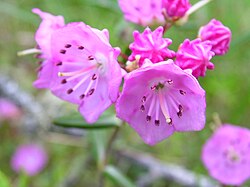 Kalmia polifolia
