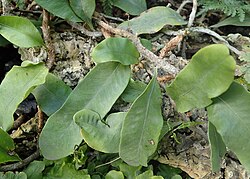 Loxogramme lanceolata