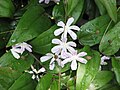 T. cunninghamii