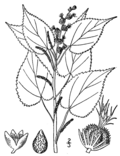 Acalypha ostryifolia