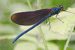 Konjska smrt (Calopteryx virgo)