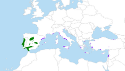 Rasprostranjenost pinije