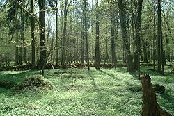 Šuma Białowieża/Belavezhskaya