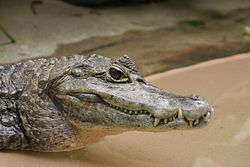 Krokodil-kajman (Caiman crocodylus)