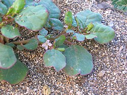 Trianthema portulacastrum