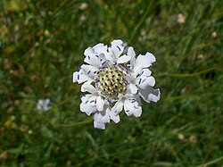 transilvanska glavatka